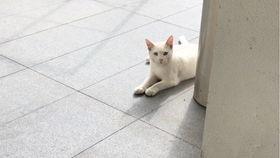 毛毯与猫在线观看,温馨治愈的在线观看之旅