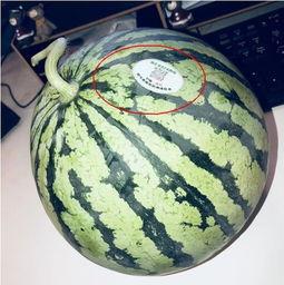 贵阳网红吃瓜,揭秘城市美食新潮流