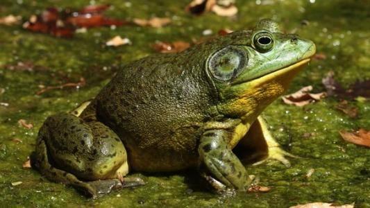 牛蛙饲养爆料视频播放网站,热门内容盘点与养殖技巧分享